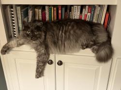 Lost Male Cat last seen Close to Hartness subdivision off of HWY 14, Greenville, SC 29615