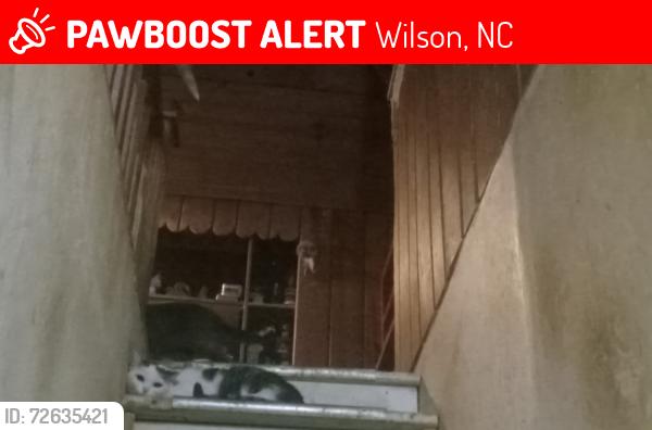 Lost Female Cat last seen Anderson Street NW, Wilson, NC 27893