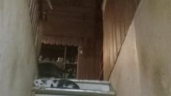 Lost Female Cat last seen Anderson Street NW, Wilson, NC 27893