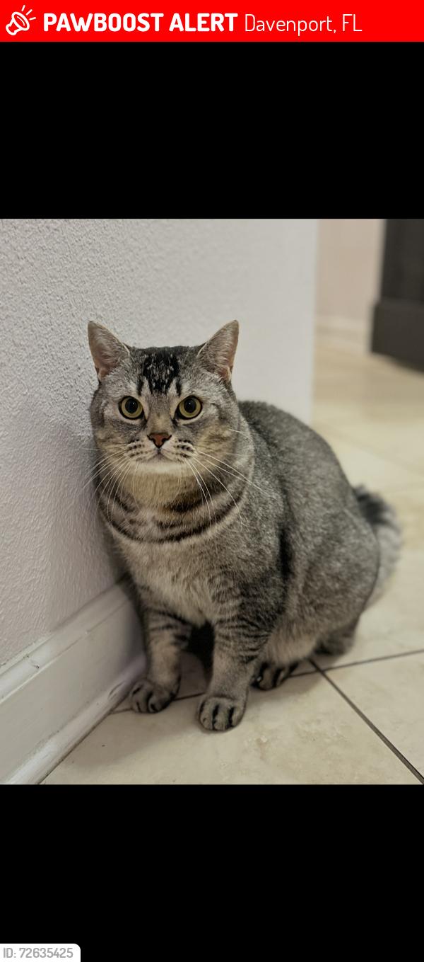 Lost Male Cat last seen Westside Blvd, Davenport, FL 33896