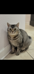 Lost Male Cat last seen Westside Blvd, Davenport, FL 33896
