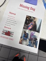 Lost Female Dog last seen Scofield ave , East Palo Alto, CA 94303