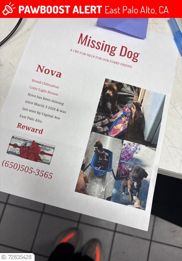 Lost Female Dog last seen Scofield ave , East Palo Alto, CA 94303