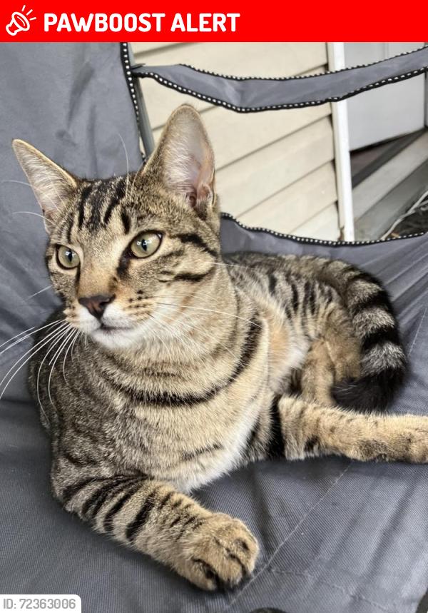 Lost Male Cat last seen W Central Ave Blackwood NJ, Gloucester Township, NJ 08012