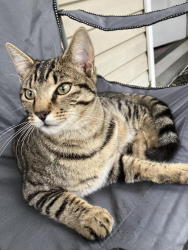 Lost Male Cat last seen W Central Ave Blackwood NJ, Gloucester Township, NJ 08012