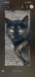 Found/Stray Female Cat last seen Newland/Edinger, Fountain Valley, CA 92708