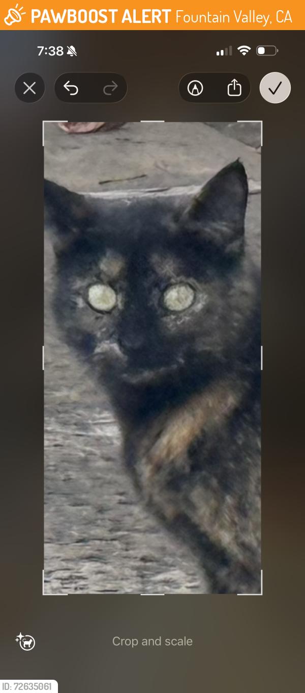 Found/Stray Female Cat last seen Newland/Edinger, Fountain Valley, CA 92708