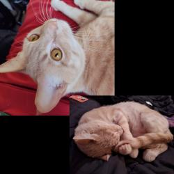 Lost Male Cat last seen Woodbury , Plainview, TN 37721