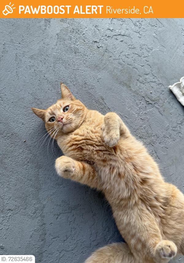 Found/Stray Unknown Cat last seen Brockton Av, Riverside, CA 92502