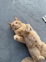 Found/Stray Unknown Cat last seen Brockton Av, Riverside, CA 92502