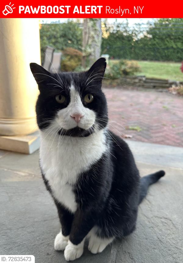 Lost Male Cat last seen Cardinal Dr/Starling Ct/Tara Dr/Georgian Ct, Roslyn, NY 11576