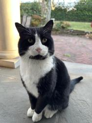 Lost Male Cat last seen Cardinal Dr/Starling Ct/Tara Dr/Georgian Ct, Roslyn, NY 11576