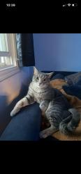 Lost Male Cat last seen Virginia and idaho, St. Louis, MO 63111