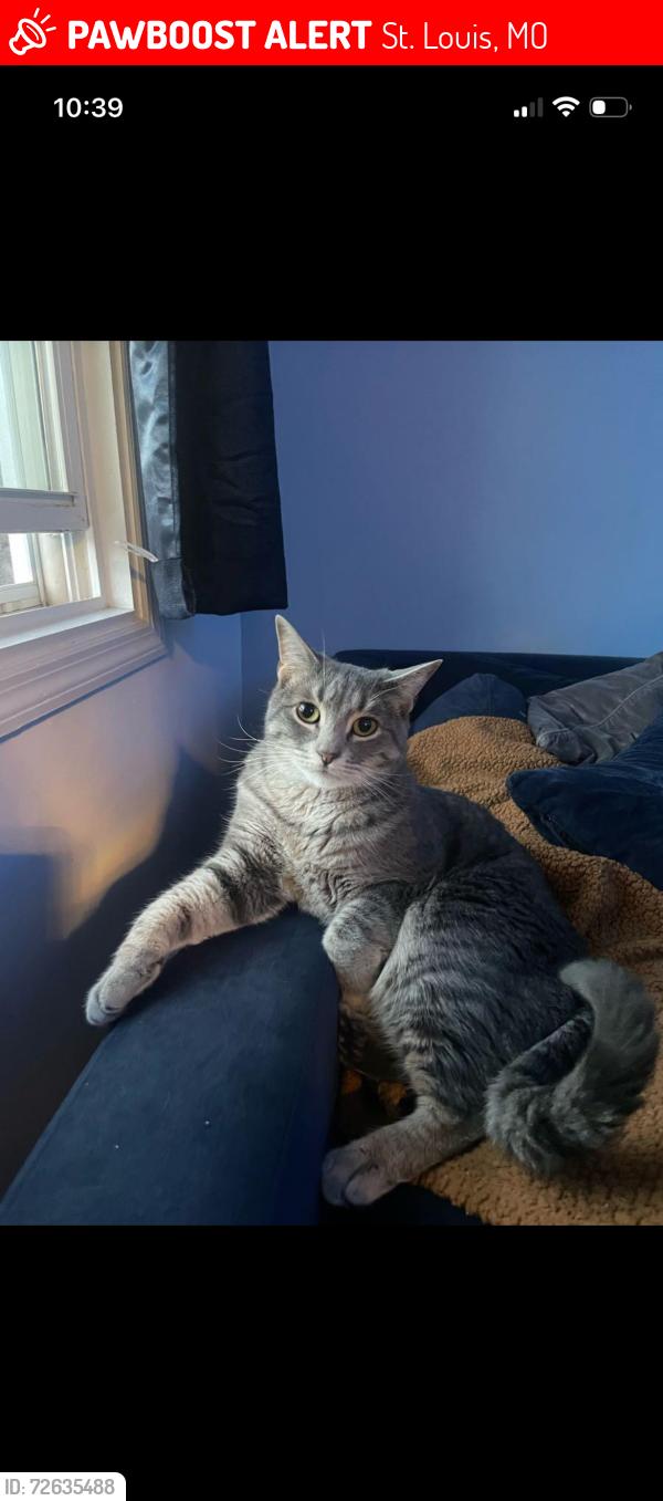 Lost Male Cat last seen Virginia and idaho, St. Louis, MO 63111