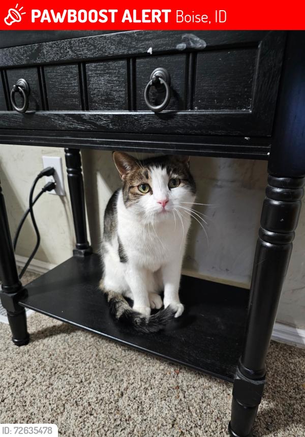 Lost Male Cat last seen Maple grove/lake hazel, Boise, ID 83709