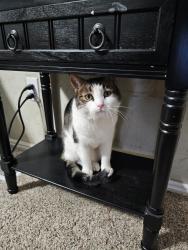 Lost Male Cat last seen Maple grove/lake hazel, Boise, ID 83709