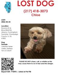 Lost Female Dog last seen Rowena and brownfield rd, Urbana IL, Urbana, IL 61802