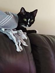 Lost Male Cat last seen Porters neck @ Edgewater , Wilmington, NC 28411