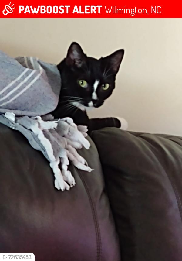 Lost Male Cat last seen Porters neck @ Edgewater , Wilmington, NC 28411