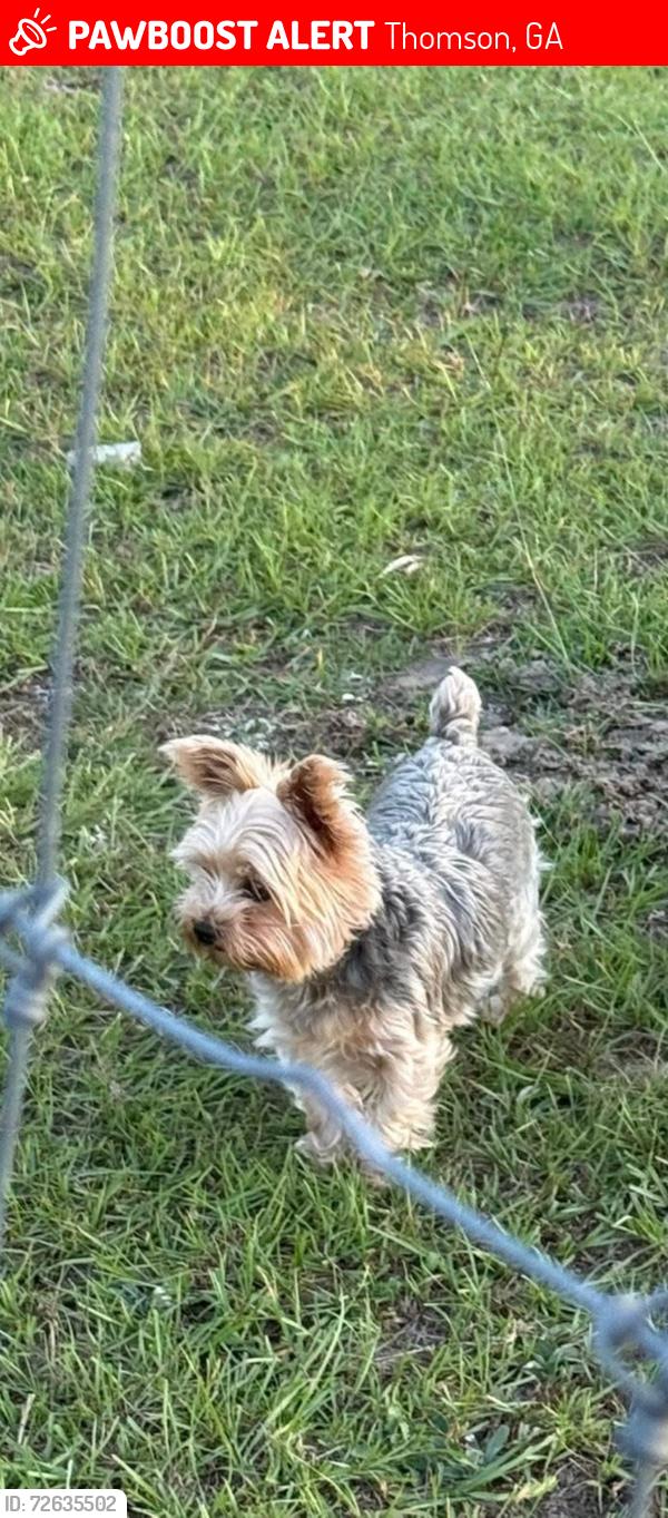 Lost Male Dog last seen Margaret’s road, Thomson, GA 30824