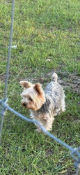 Lost Male Dog last seen Margaret’s road, Thomson, GA 30824