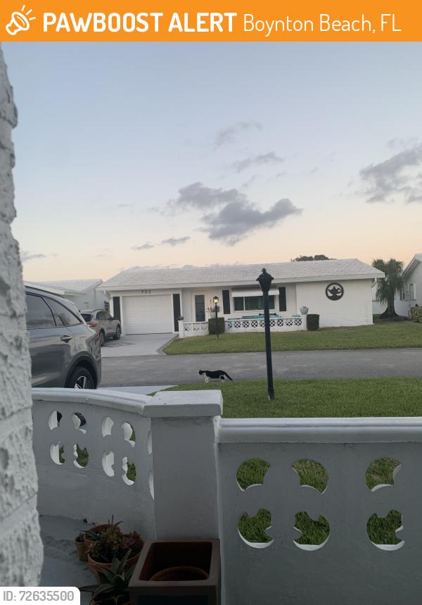 Found/Stray Unknown Cat last seen Palm Beach Leisureville, SW 18th Court, Boynton Beach FL, Boynton Beach, FL 33426