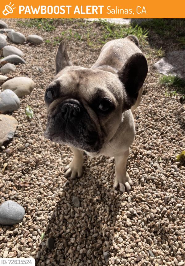 Found/Stray Female Dog last seen East Salinas , Salinas, CA 93905