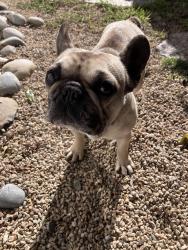 Found/Stray Female Dog last seen East Salinas , Salinas, CA 93905