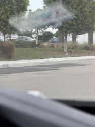 Found/Stray Unknown Dog last seen britannia blvd and airway rd near the new Silo at Epoca apmts, San Diego, CA 92154