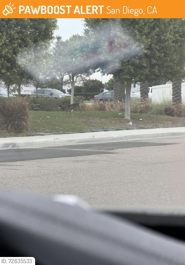 Found/Stray Unknown Dog last seen britannia blvd and airway rd near the new Silo at Epoca apmts, San Diego, CA 92154