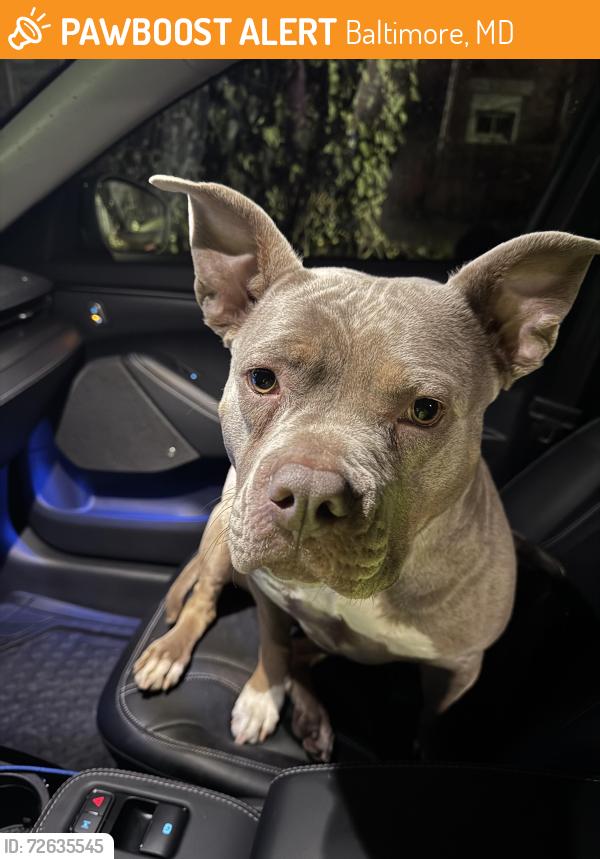Found/Stray Female Dog last seen Longwood , Baltimore, MD 21216