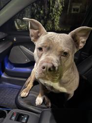 Found/Stray Female Dog last seen Longwood , Baltimore, MD 21216