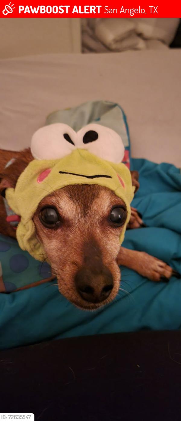 Lost Female Dog last seen Guadalupe , San Angelo, TX 76901