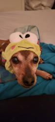 Lost Female Dog last seen Guadalupe , San Angelo, TX 76901