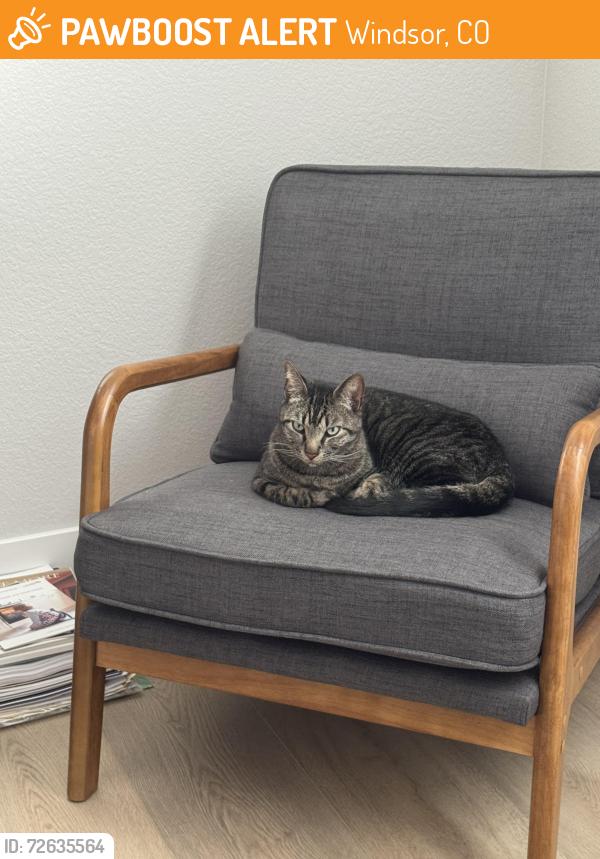 Found/Stray Unknown Cat last seen Bouquet Ct, Windsor, CO 80550