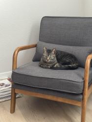 Found/Stray Unknown Cat last seen Bouquet Ct, Windsor, CO 80550