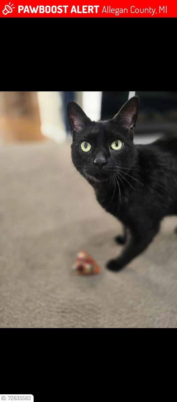 Lost Male Cat last seen Zak road Neighborhood off 103rd street in Plainwell. , Allegan County, MI 49078