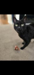 Lost Male Cat last seen Zak road Neighborhood off 103rd street in Plainwell. , Allegan County, MI 49078