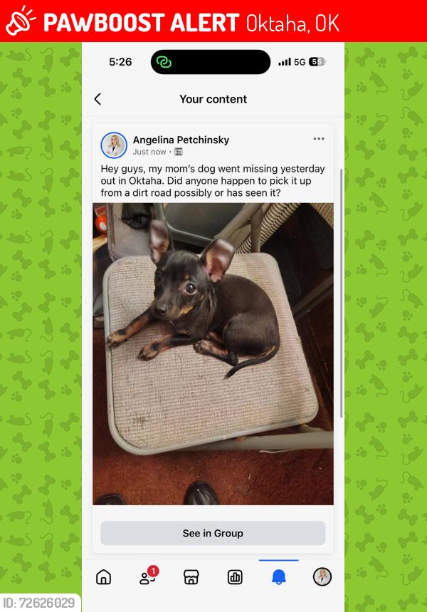 Lost Female Dog last seen From 502 West 103rd Street South hotel Oklahoma, Oktaha, OK 74450