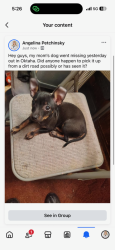 Lost Female Dog last seen From 502 West 103rd Street South hotel Oklahoma, Oktaha, OK 74450