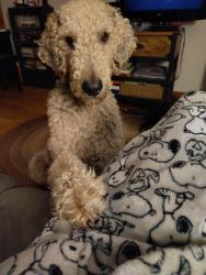 Lost Male Dog last seen Gwynn rd, Zachary, Vesta, 231, Lebanon, TN 37090