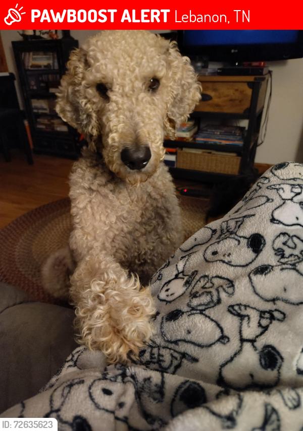 Lost Male Dog last seen Gwynn rd, Zachary, Vesta, 231, Lebanon, TN 37090