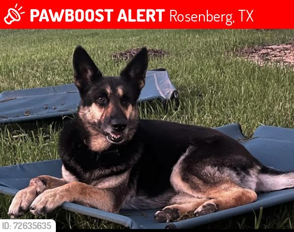 Lost Female Dog last seen Brazos River @ 723, Rosenberg, TX 77471