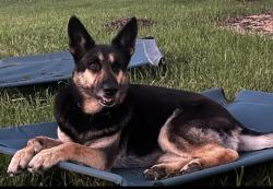 Lost Female Dog last seen Brazos River @ 723, Rosenberg, TX 77471