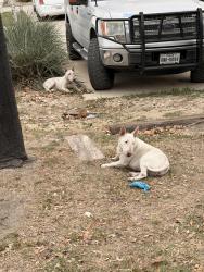 Found/Stray Male Dog last seen Tacco Dr and FM 78, San Antonio, TX 78218