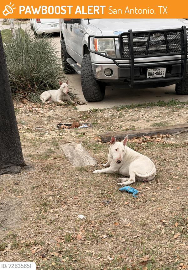 Found/Stray Male Dog last seen Tacco Dr and FM 78, San Antonio, TX 78218