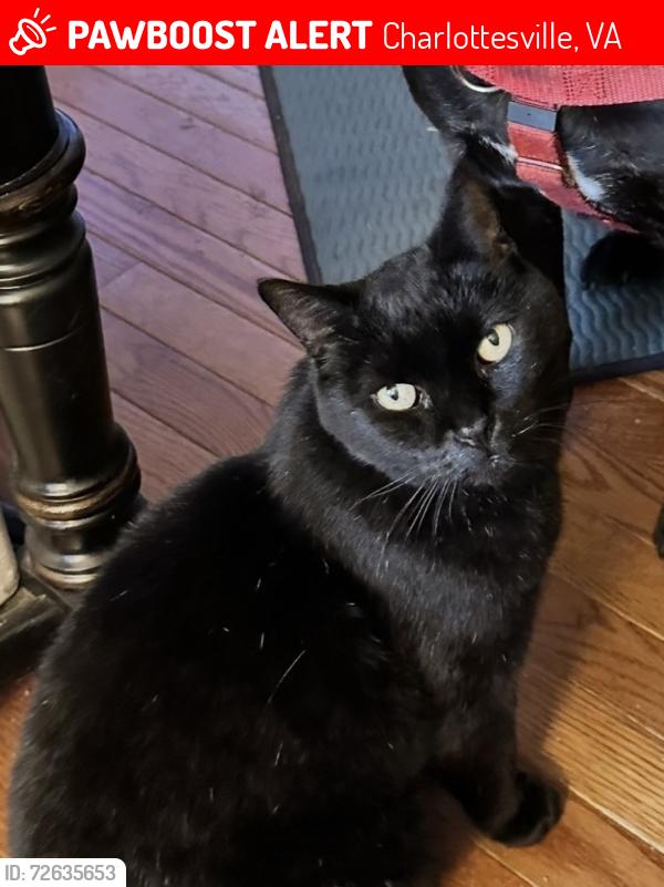 Lost Male Cat last seen Near Georgetown Green, Charlottesville, VA 22901, Charlottesville, VA 22901