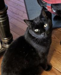 Lost Male Cat last seen Near Georgetown Green, Charlottesville, VA 22901, Charlottesville, VA 22901