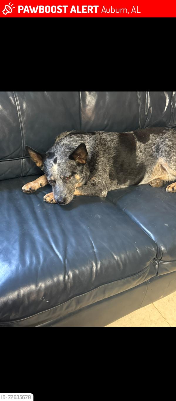 Lost Male Dog last seen Lee Rd 10, Auburn, AL 36832