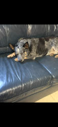 Lost Male Dog last seen Lee Rd 10, Auburn, AL 36832